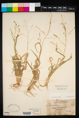 Panicum hallii image