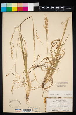 Panicum hallii image