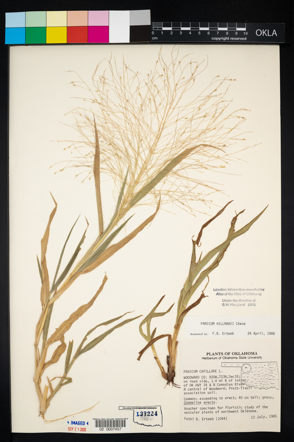 Panicum hillmanii image