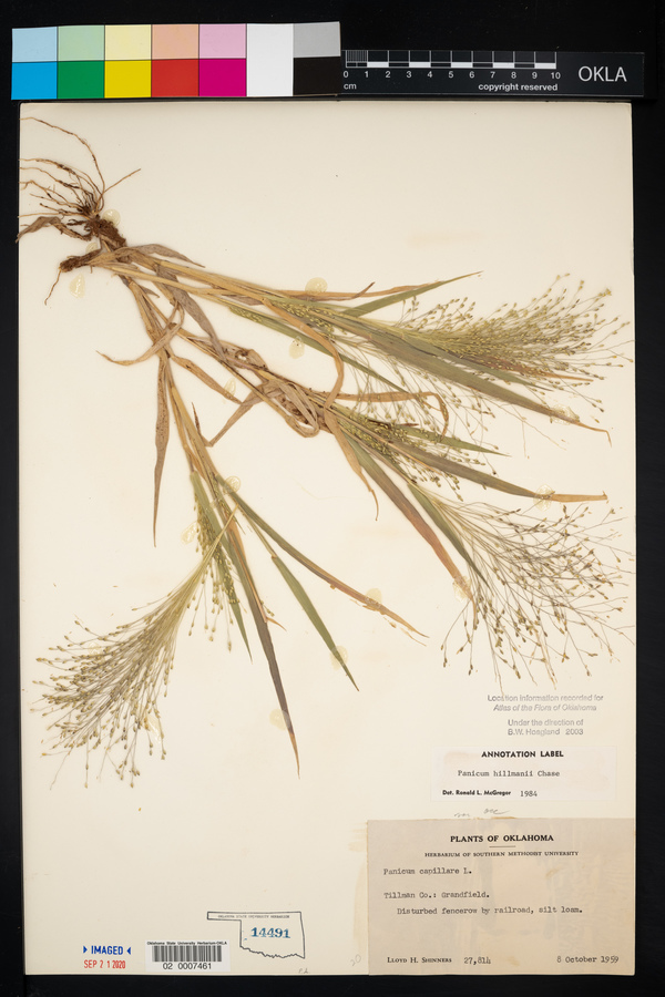 Panicum hillmanii image