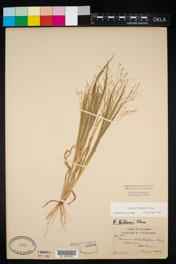 Panicum hillmanii image