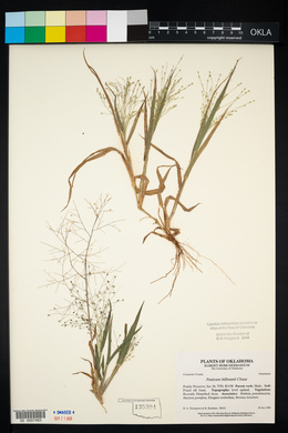 Panicum hillmanii image