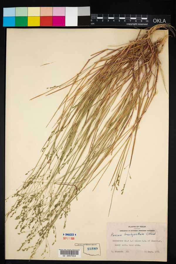 Panicum brachyanthum image