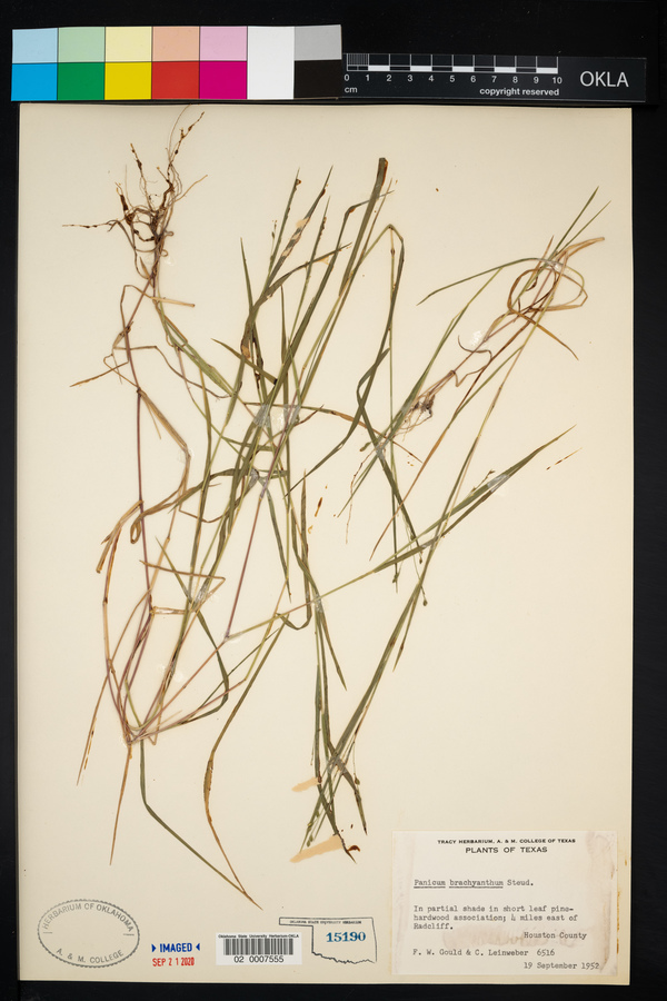 Panicum brachyanthum image