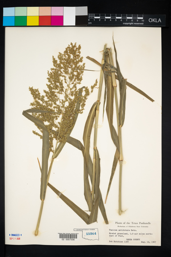 Panicum antidotale image