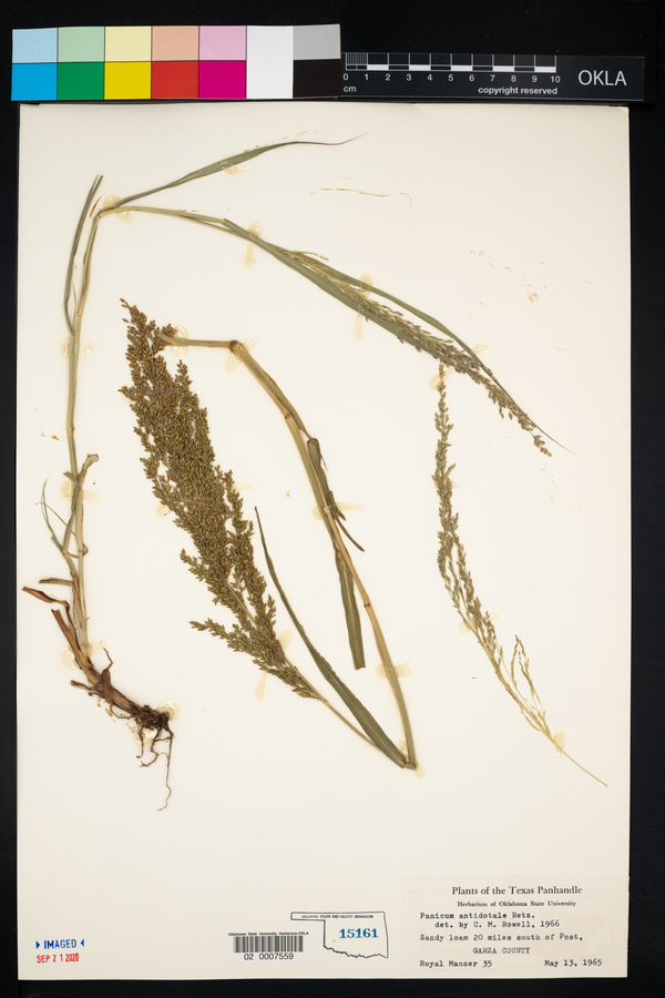 Panicum antidotale image