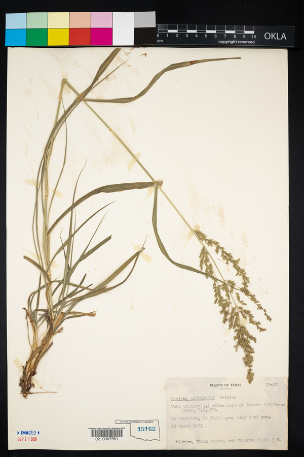 Panicum antidotale image