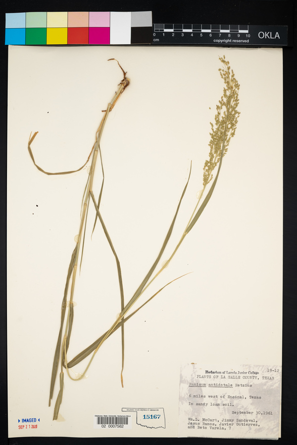 Panicum antidotale image