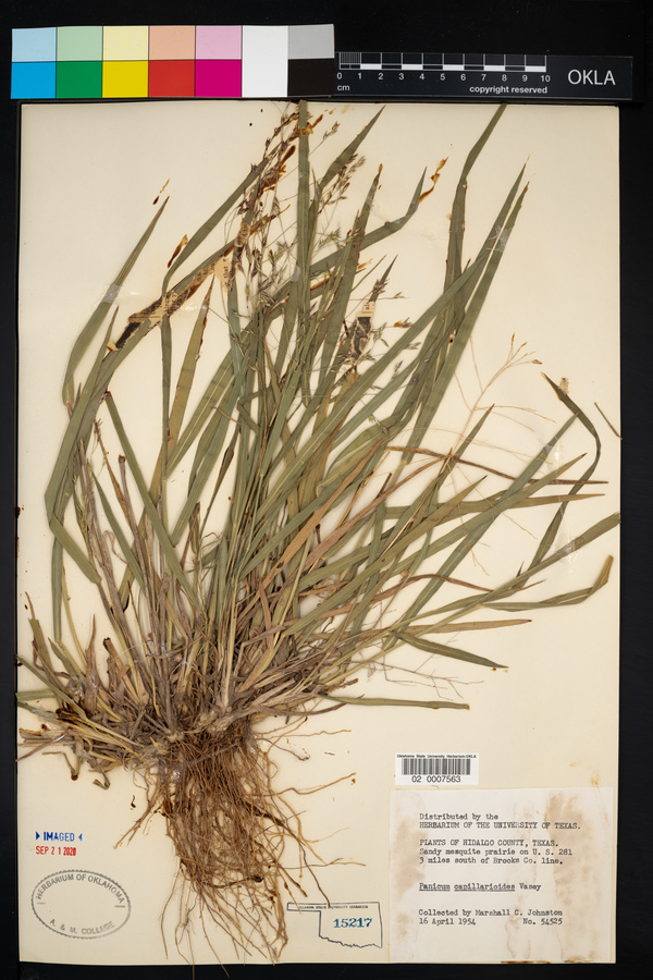 Panicum capillarioides image