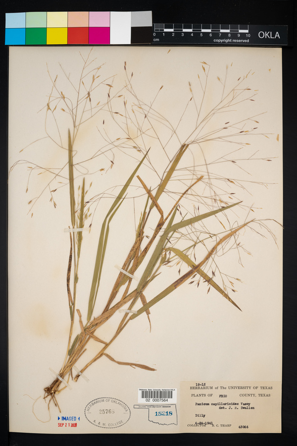 Panicum capillarioides image