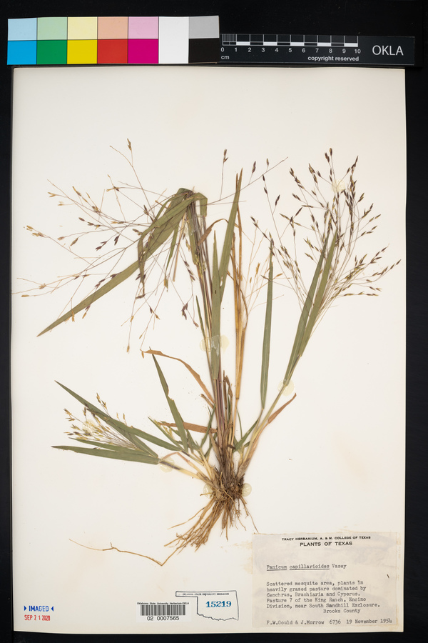 Panicum capillarioides image