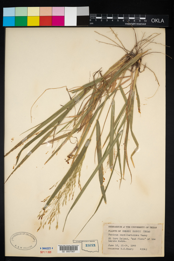 Panicum capillarioides image