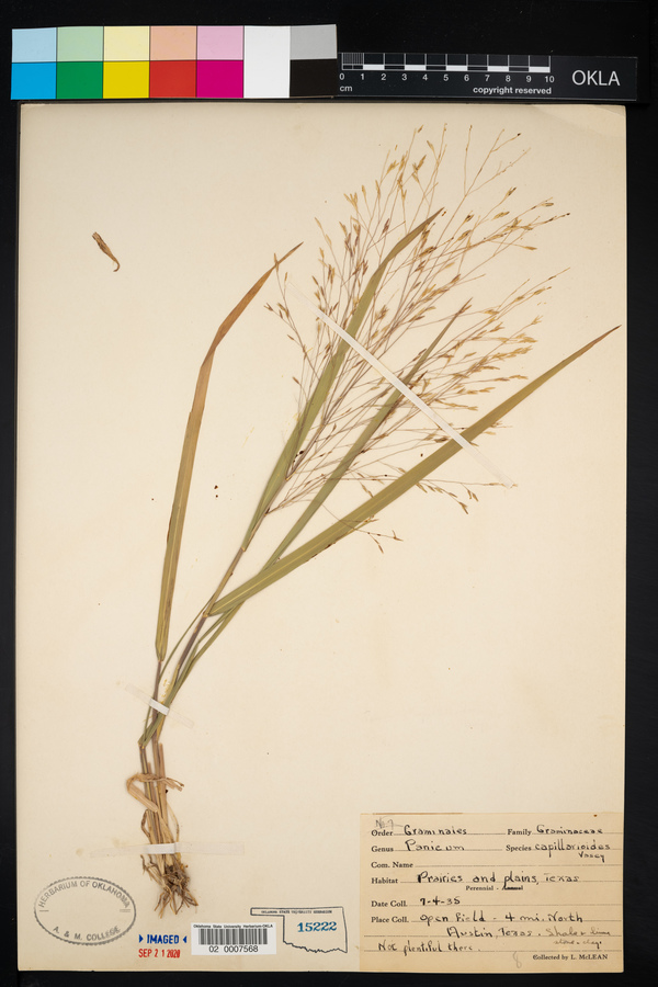 Panicum capillarioides image