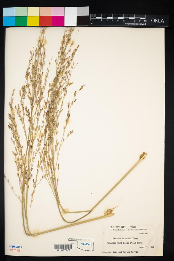 Panicum havardii image