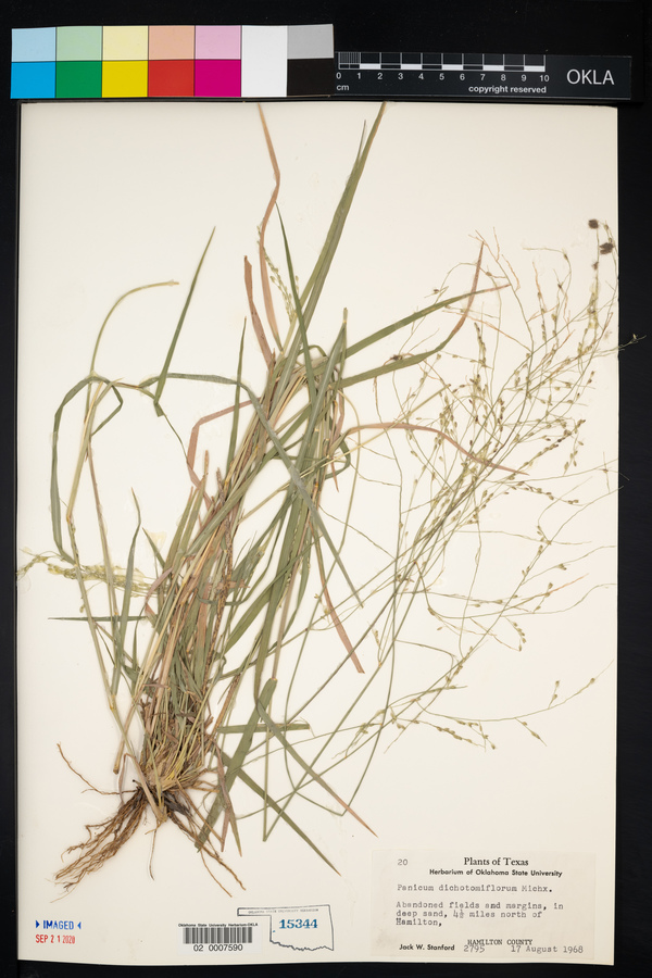 Panicum dichotomiflorum image