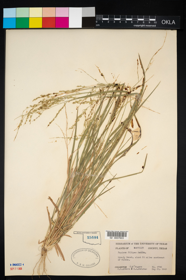 Panicum filipes image
