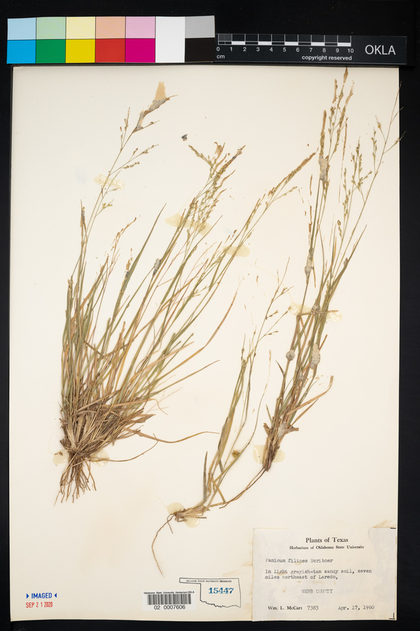 Panicum filipes image