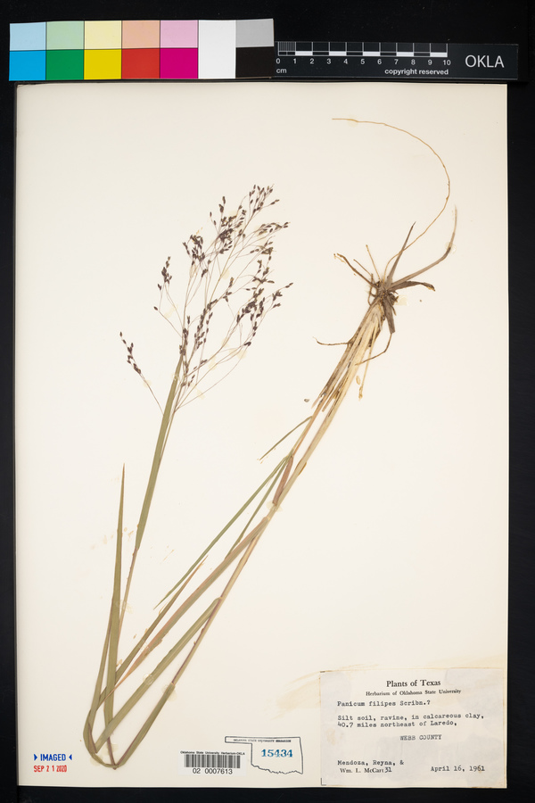 Panicum filipes image