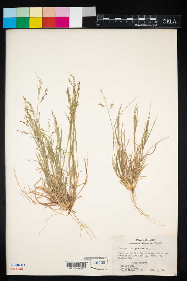 Panicum filipes image