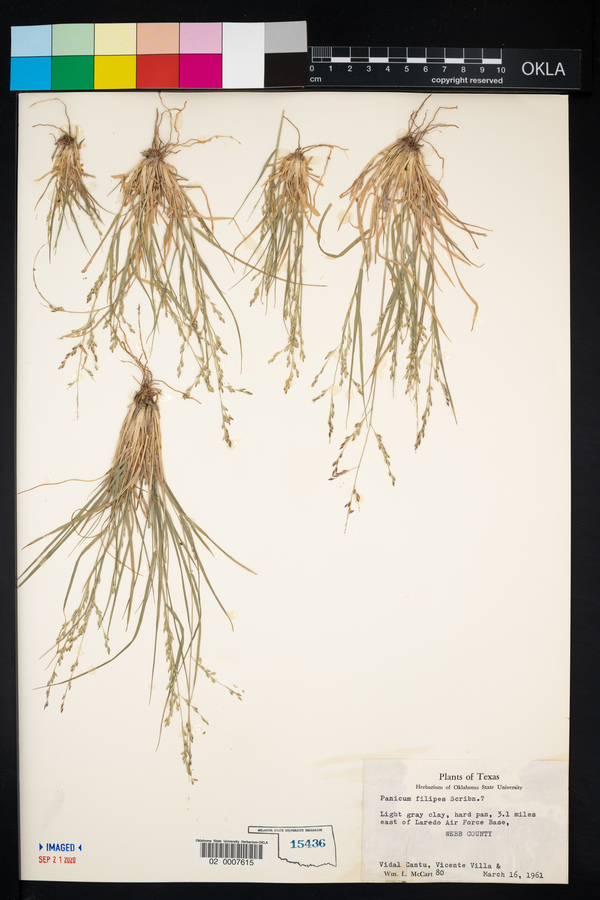 Panicum filipes image