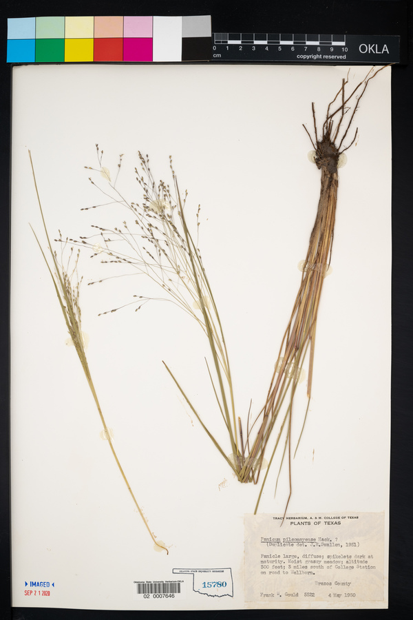 Panicum pilcomayense image