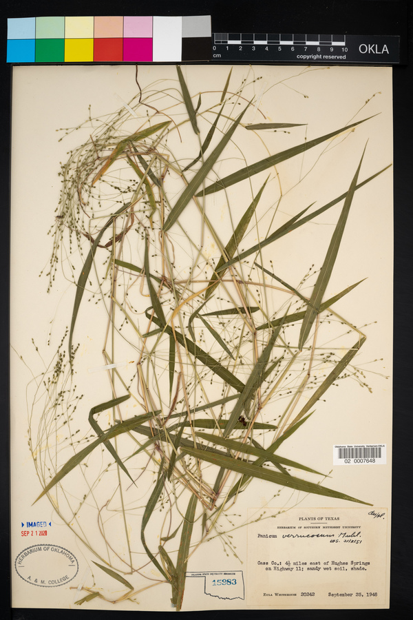 Panicum verrucosum image