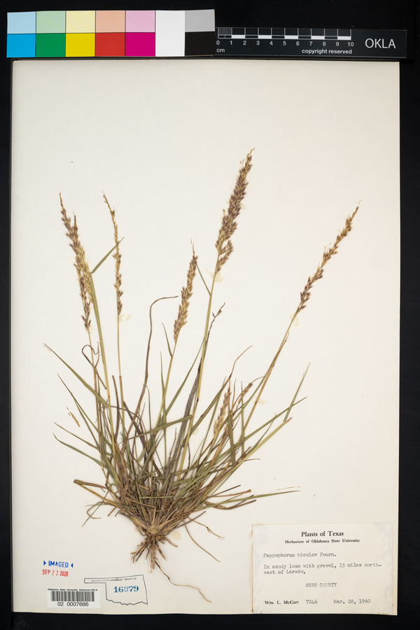 Pappophorum bicolor image