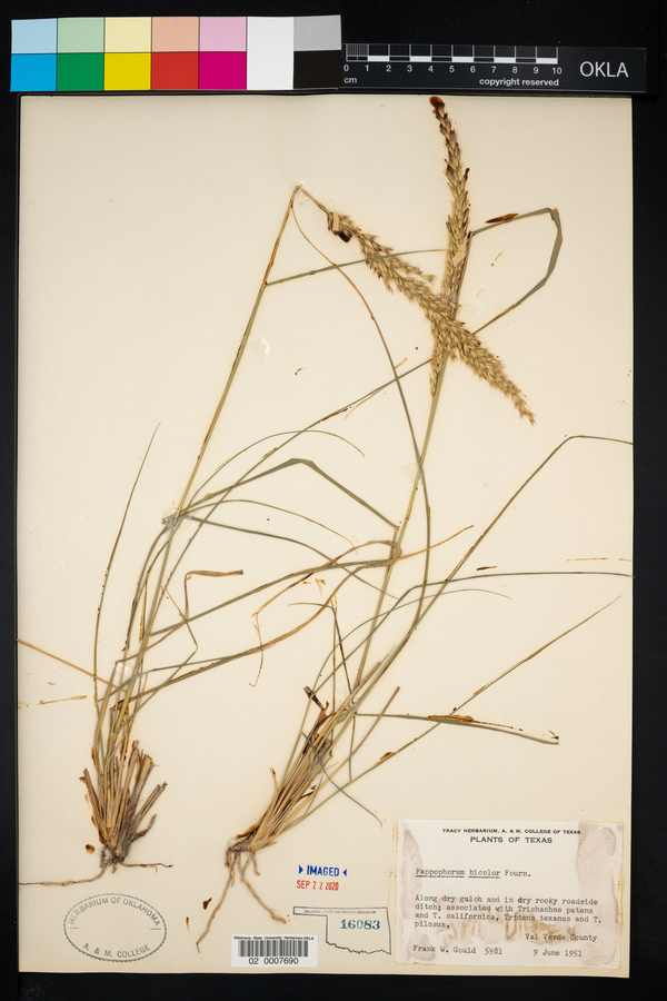 Pappophorum bicolor image