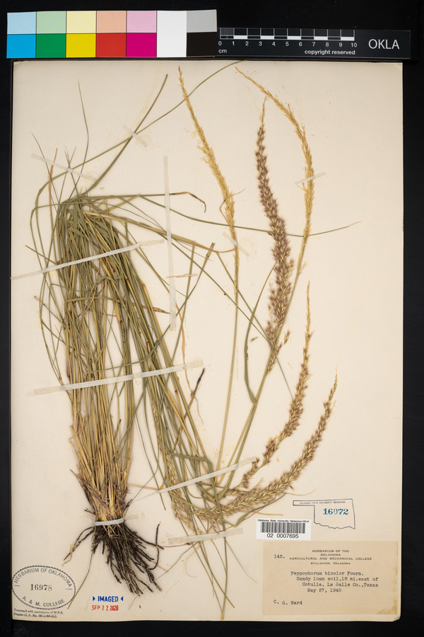 Pappophorum bicolor image