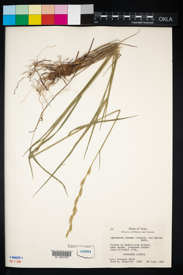 Pseudoroegneria spicata f. inermis image