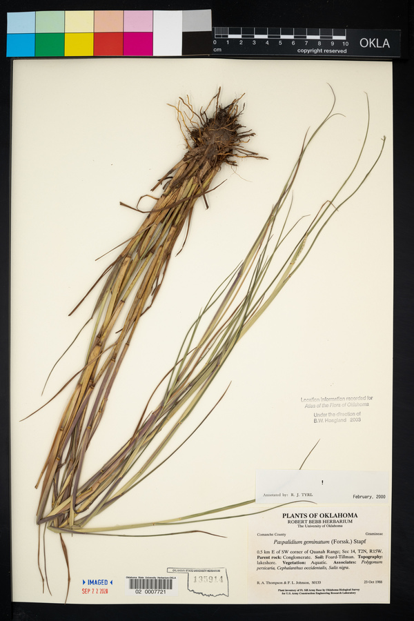 Paspalidium geminatum image