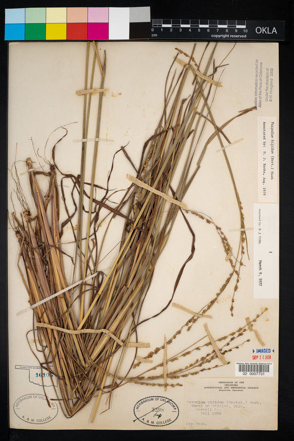 Paspalum bifidum image