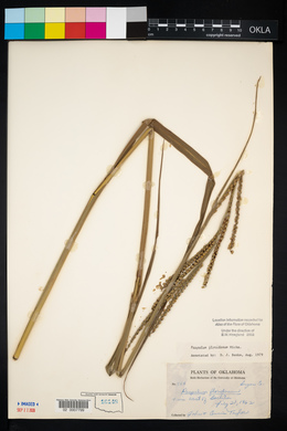 Paspalum floridanum image