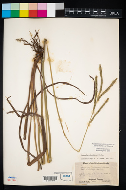 Paspalum floridanum image