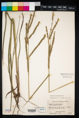 Paspalum floridanum image