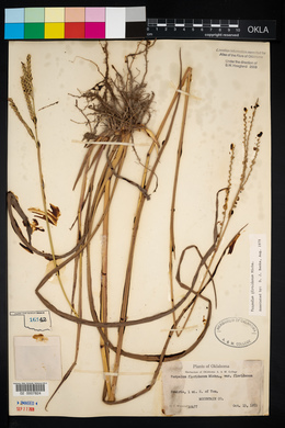Paspalum floridanum var. floridanum image