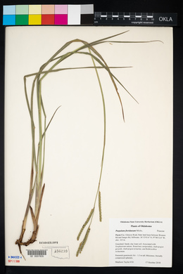 Paspalum floridanum image