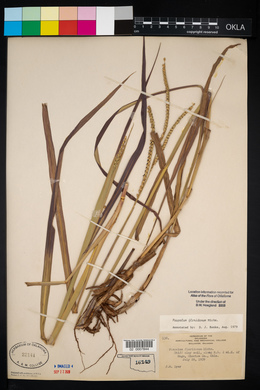 Paspalum floridanum image