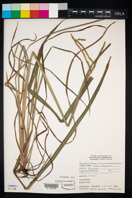 Paspalum circulare image