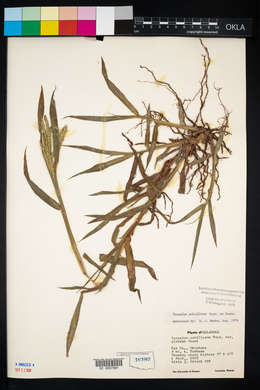 Paspalum pubiflorum image