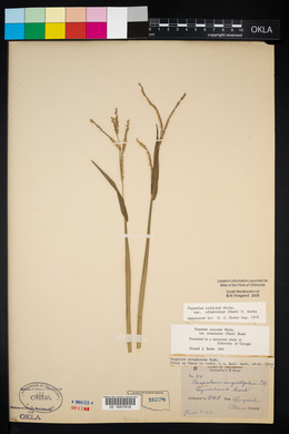 Paspalum setaceum var. stramineum image