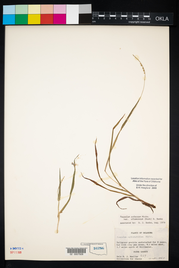 Paspalum setaceum var. stramineum image