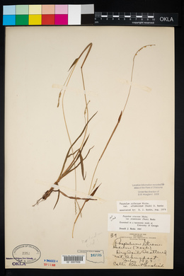 Paspalum setaceum var. stramineum image