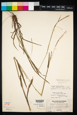 Paspalum setaceum var. stramineum image