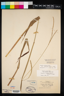 Paspalum setaceum var. stramineum image