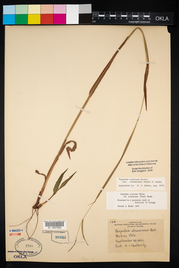 Paspalum setaceum var. stramineum image