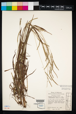 Paspalum setaceum var. muhlenbergii image