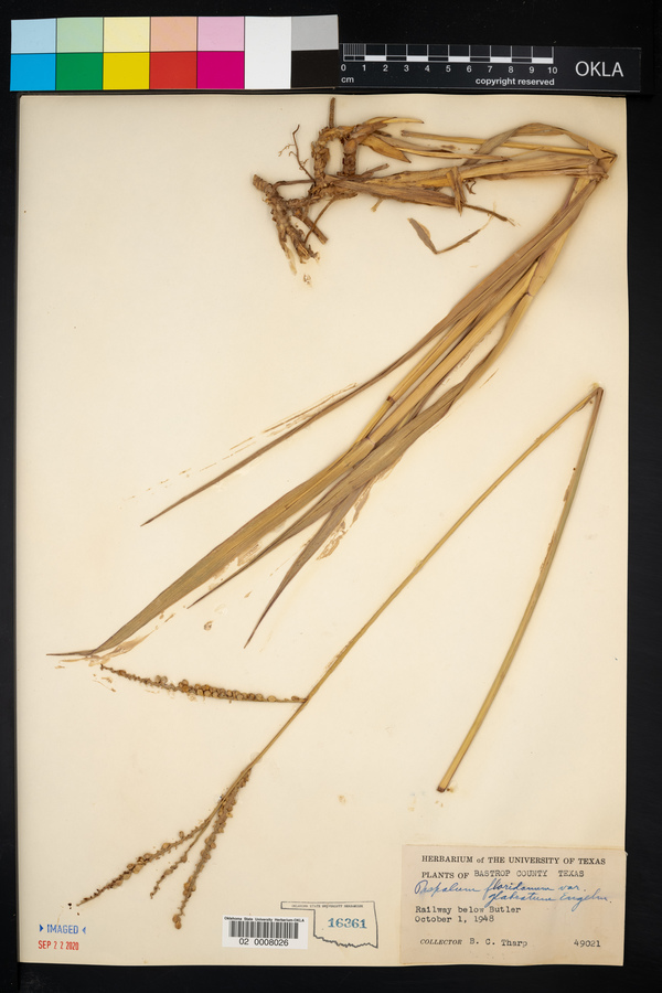 Paspalum floridanum var. glabratum image