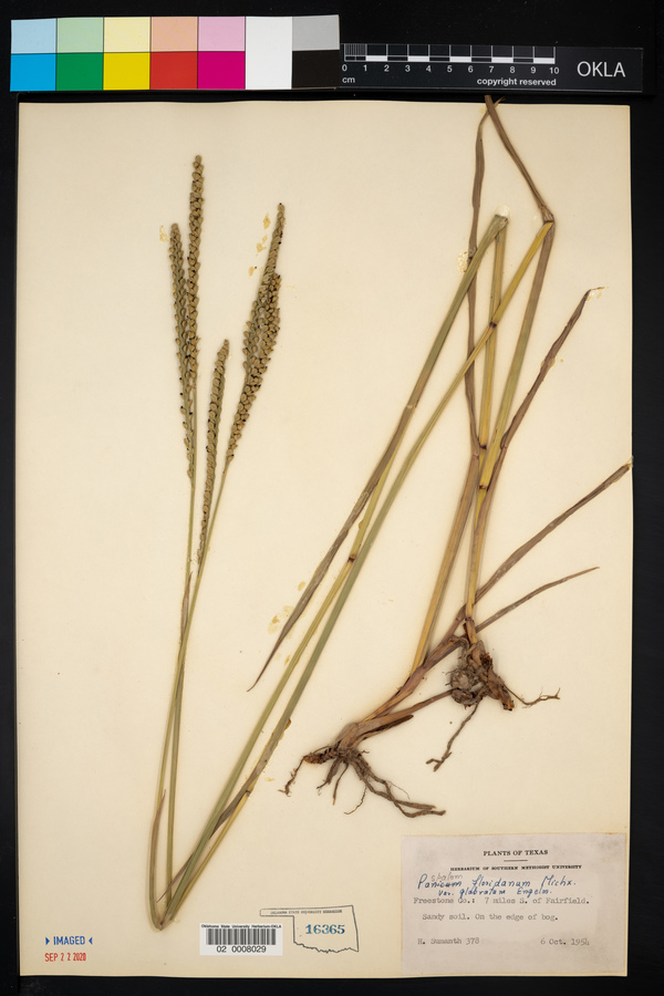 Paspalum floridanum var. glabratum image