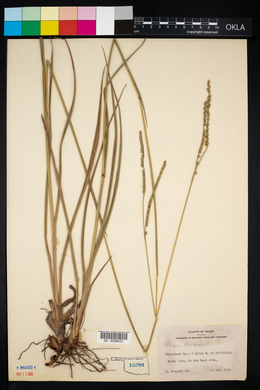 Panicum erectifolium image